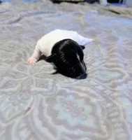 Les - TRT, a male Rat Terrier for sale in Jerusalem, OH – 8 of 8