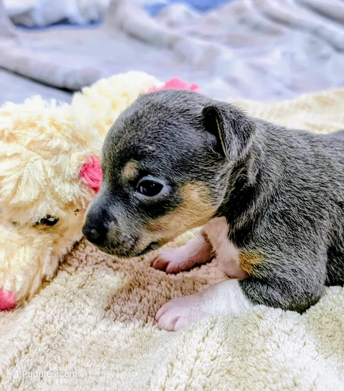 Annabelle - Rat Terrier  – Rat Terrier puppy for sale in Jerusalem, OH