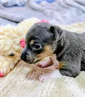 Annabelle - Rat Terrier , a female Rat Terrier for sale in Jerusalem, OH – 1 of 10