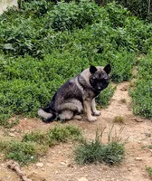 AKC - TURQUOISE, a female Norwegian Elkhound for sale in Jerusalem, OH – 3 of 4