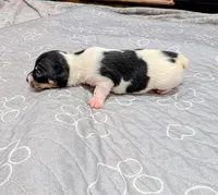 Donna - TRT, a female Rat Terrier for sale in Jerusalem, OH – 9 of 10