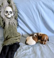 Animal , a male Miniature Dachshund for sale in Jerusalem, OH – 8 of 9