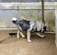 AKC - BLUE, a female Norwegian Elkhound for sale in Jerusalem, OH – 2 of 4