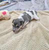 Freddy - Mini Rat , a male Rat Terrier for sale in Jerusalem, OH – 6 of 10