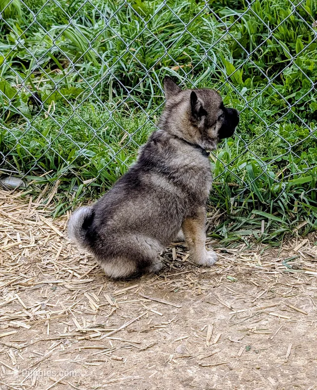 AKC - Blue  – Norwegian Elkhound puppy for sale in Jerusalem, OH
