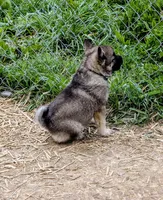 AKC - Blue , a female Norwegian Elkhound for sale in Jerusalem, OH – 1 of 2