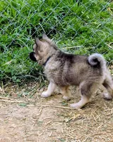 AKC - Blue , a female Norwegian Elkhound for sale in Jerusalem, OH – 2 of 2