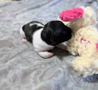 AKC - Venus - TRT, a male Rat Terrier for sale in Jerusalem, OH – 10 of 10