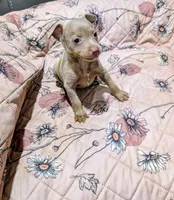 ABBY, a female Rat Terrier for sale in Jerusalem, OH – 2 of 7