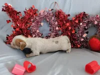 Jerry, a male Chinese Crested and Miniature Dachshund for sale in Jerusalem, OH – Photo 3 of 6