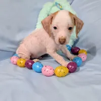 Jerry, a male Chinese Crested and Miniature Dachshund for sale in Jerusalem, OH – Photo 1 of 9