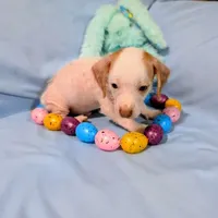Jerry, a male Chinese Crested and Miniature Dachshund for sale in Jerusalem, OH – Photo 3 of 9