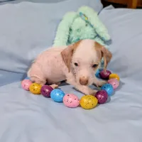 Jerry, a male Chinese Crested and Miniature Dachshund for sale in Jerusalem, OH – Photo 9 of 9