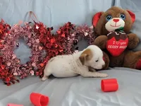 Jerry, a male Chinese Crested and Miniature Dachshund for sale in Jerusalem, OH – Photo 2 of 6