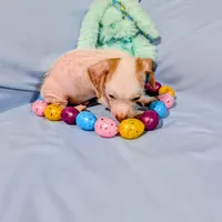 Jerry, a male Chinese Crested and Miniature Dachshund for sale in Jerusalem, OH – Photo 2 of 9