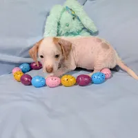 Jerry, a male Chinese Crested and Miniature Dachshund for sale in Jerusalem, OH – Photo 6 of 9