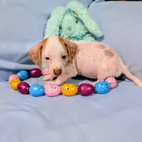 Jerry, a male Chinese Crested and Miniature Dachshund for sale in Jerusalem, OH – Photo 7 of 9