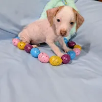 Jerry, a male Chinese Crested and Miniature Dachshund for sale in Jerusalem, OH – Photo 4 of 9