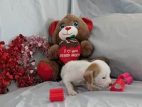 Jerry, a male Chinese Crested and Miniature Dachshund for sale in Jerusalem, OH – Photo 4 of 6