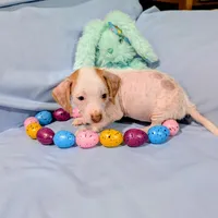 Jerry, a male Chinese Crested and Miniature Dachshund for sale in Jerusalem, OH – Photo 5 of 9