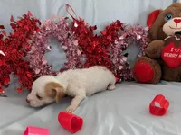 Jerry, a male Chinese Crested and Miniature Dachshund for sale in Jerusalem, OH – Photo 6 of 6