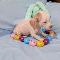 Jerry, a male Chinese Crested and Miniature Dachshund for sale in Jerusalem, OH – Photo 8 of 9