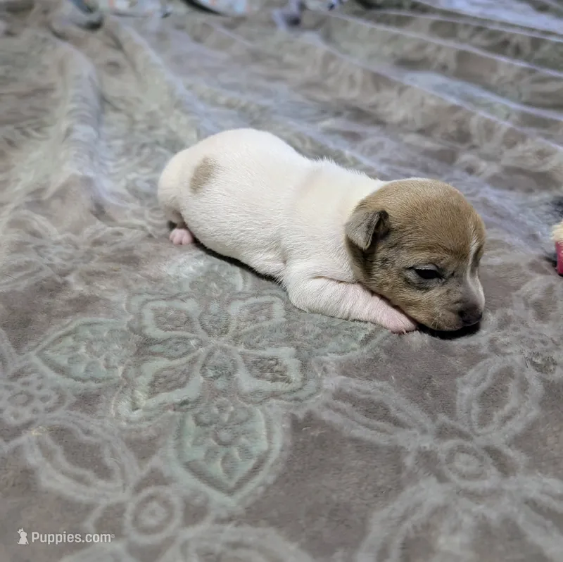 AKC - Johnny - TRT – Rat Terrier puppy for sale in Jerusalem, OH