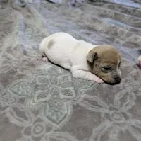AKC - Johnny - TRT, a male Rat Terrier for sale in Jerusalem, OH – 1 of 8