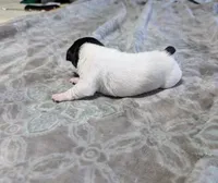 AKC - Les - TRT, a male Rat Terrier for sale in Jerusalem, OH – 5 of 9