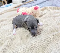 Annabelle - Rat Terrier , a female Rat Terrier for sale in Jerusalem, OH – 6 of 10