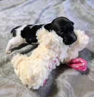 AKC - Venus - TRT, a male Rat Terrier for sale in Jerusalem, OH – 9 of 10