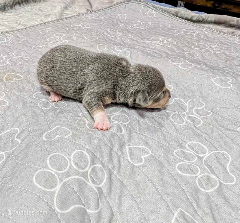 Jesse  – Rat Terrier puppy for sale in Jerusalem, OH