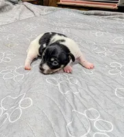 Donna - TRT, a female Rat Terrier for sale in Jerusalem, OH – 7 of 10