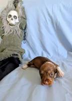 Kermit , a male Miniature Dachshund for sale in Jerusalem, OH – 6 of 10