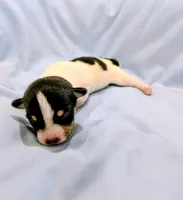 Greg-TRT, a male Rat Terrier for sale in Jerusalem, OH – Photo 5 of 5