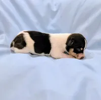 Greg-TRT, a male Rat Terrier for sale in Jerusalem, OH – Photo 2 of 5