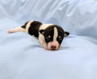 Greg-TRT, a male Rat Terrier for sale in Jerusalem, OH – Photo 1 of 5