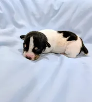 Greg-TRT, a male Rat Terrier for sale in Jerusalem, OH – Photo 4 of 5