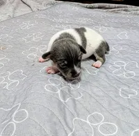 Rachel - TRT , a female Rat Terrier for sale in Jerusalem, OH – 7 of 10