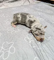 Tony, a male Rat Terrier for sale in Jerusalem, OH – 8 of 10
