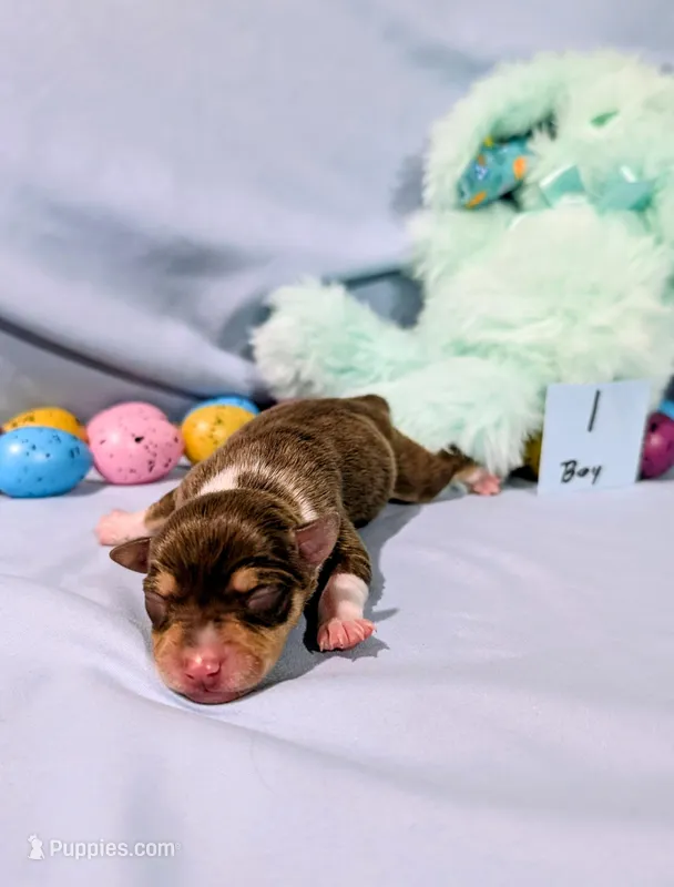 Dan, a male Rat Terrier for sale in Jerusalem, OH – Photo 1 of 10