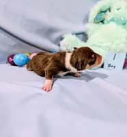 Dan, a male Rat Terrier for sale in Jerusalem, OH – Photo 8 of 10