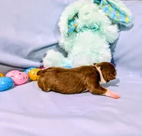 Dan, a male Rat Terrier for sale in Jerusalem, OH – Photo 4 of 10