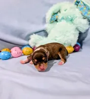Dan, a male Rat Terrier for sale in Jerusalem, OH – Photo 6 of 10