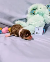 Dan, a male Rat Terrier for sale in Jerusalem, OH – Photo 10 of 10