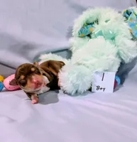 Dan, a male Rat Terrier for sale in Jerusalem, OH – Photo 5 of 10