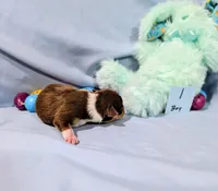 Dan, a male Rat Terrier for sale in Jerusalem, OH – Photo 7 of 10