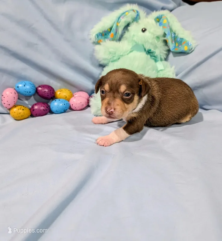 Dan – Rat Terrier puppy for sale in Jerusalem, OH
