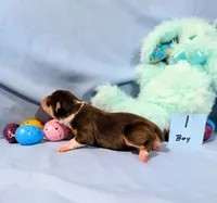 Dan, a male Rat Terrier for sale in Jerusalem, OH – Photo 3 of 10