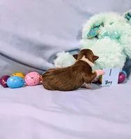 Dan, a male Rat Terrier for sale in Jerusalem, OH – Photo 9 of 10